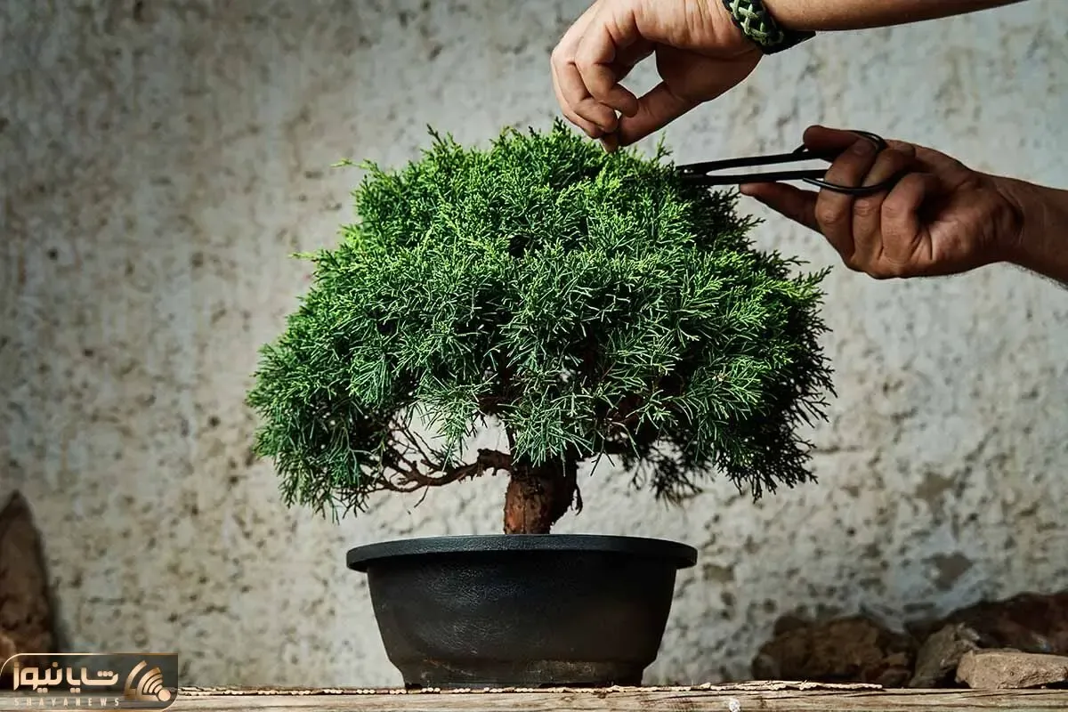 کاشت و برداشت خانگی؛ چکار کنیم تا تنه بونسای حسابی ضخیم بشه؟ بیا تا رازشو بهت بگم