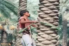کشاورزی نوین؛ برگای قدیمی نخل رو جدا کردن تنه رو سمباده زدن سطحش شد صیقلی و پله پله