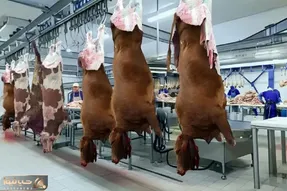 دامپروری نوین؛ میوه داد به گاوها بعد سلاخی گوشت آبدار استیکی تحویل گرفت گرون فروخت