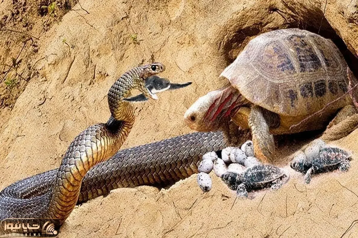 از جذابیت های حیات وحش؛ برخورد مار آناکوندا تشنه به خون با لاک پشت وحشی و تخم هایش
