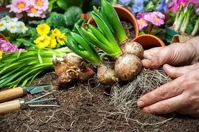 راهنمای خرید پیاز گل و کاشت گیاهان پیازی
