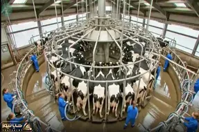 دامداری نوین؛ گاوها رو تا جون دارن با دستگاه مخصوص میدوشن اونام کم نمیارن