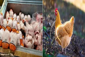 قیمت مرغ امروز پنجشنبه 10 اردیبهشت 1405 + جدول