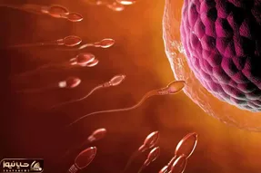 حقایق پنهان؛ لحظه فعال شدن تخمک توسط اسپرم وقتی زندگی قرار است با یک جرقه آغاز شود