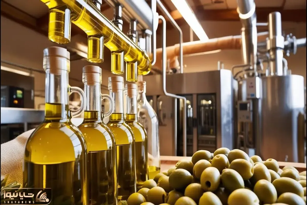 کارخانه روغن زیتون؛ چند هزار کیلو زیتون رو با ماشینای پیشرفته تبدیل به روغن می کنند