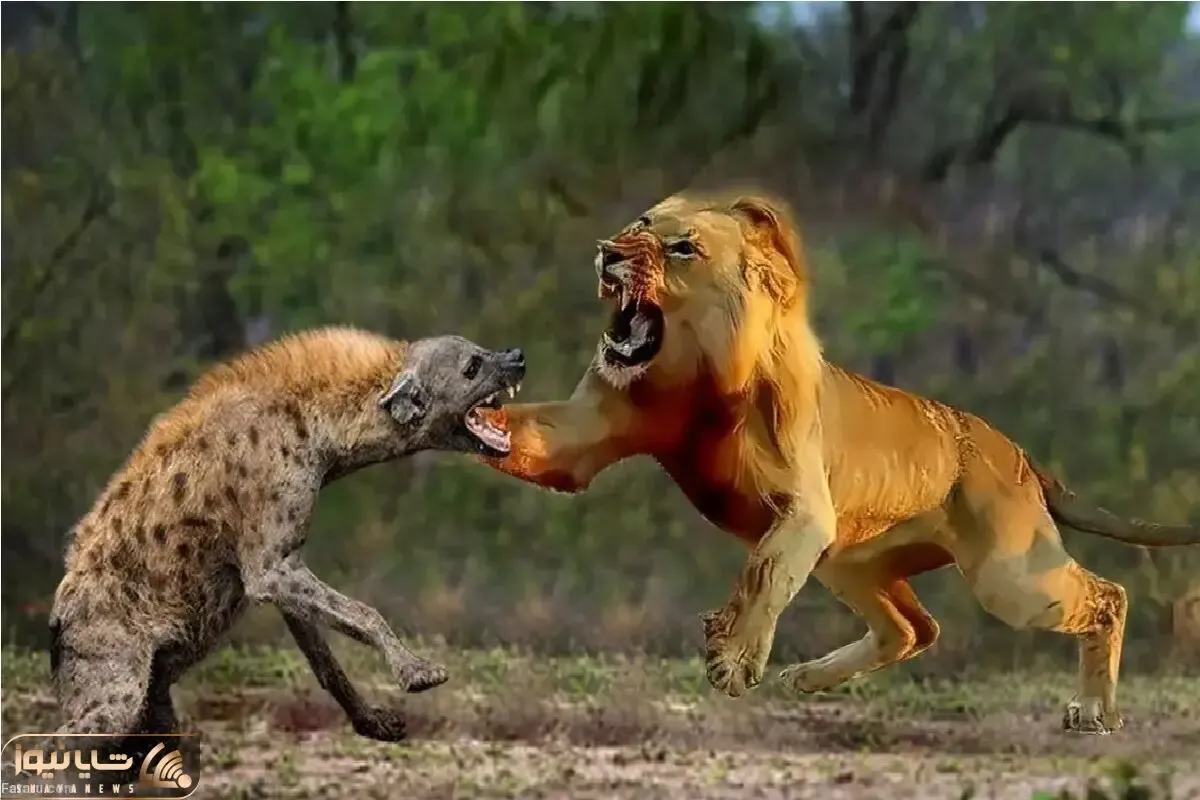 مستند حیات وحش؛ شیر حمله کرد به لاشخور گلوشو جر داد