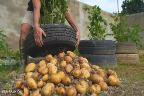 کاشت و برداشت خانگی؛ جای باغچه توی لاستیک سیب زمینی کاشته یه بار خر محصول جمع کرده