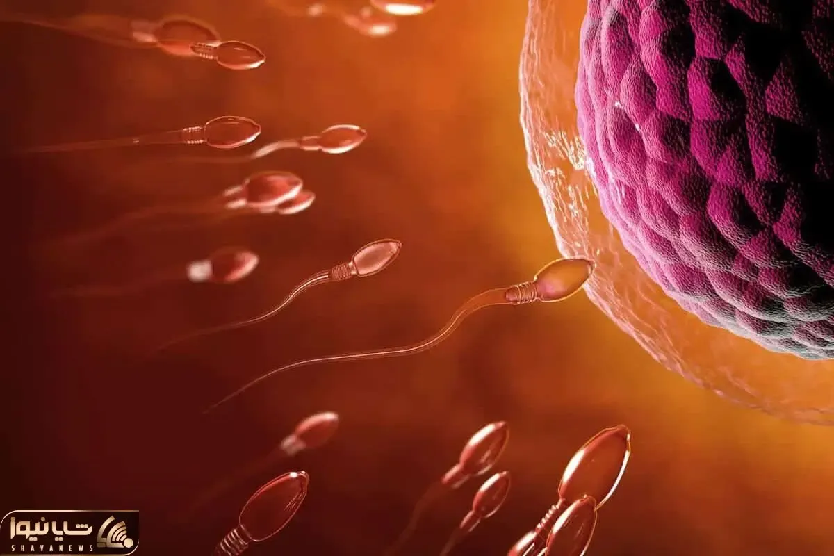 حقایق پنهان؛ لحظه فعال شدن تخمک توسط اسپرم وقتی زندگی قرار است با یک جرقه آغاز شود