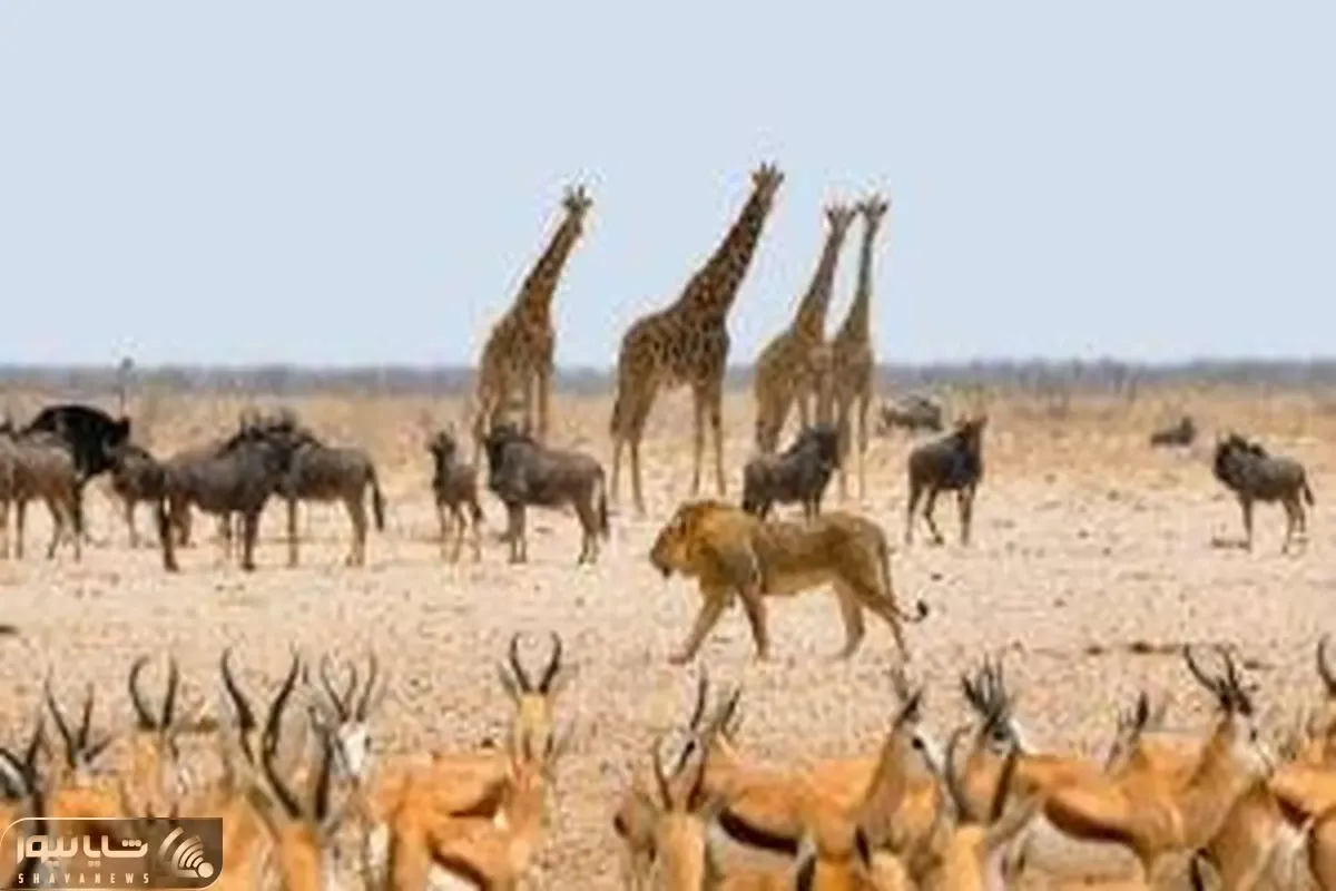 مستند حیات وحش؛ حیوانات از هر دسته به جان هم افتاده اند
