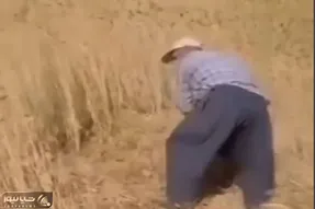 آواز محلی؛ پیرمرده داشت گندماشو درو میکرد که با شنیدن آهنگ ترکی کنترلو از دست دادو...