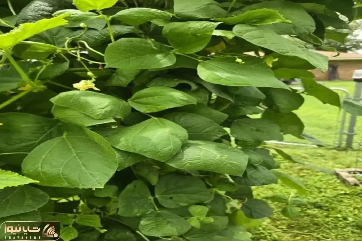 بازی فکری؛ نیم درصد آدما اونم به سختی تونستن عنکبوت تو تصویرو پیدا کنن