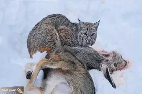 مستند حیات وحش؛ گربه وحشی با سرعت و قساوت خون طعمه رو حلال میکنه