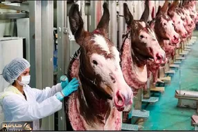 فرآوری شیر الاغ؛ خانومای چینی شیر میلیون ها الاغ رو میدوشند بعدش میفرستن برای سیخ زدن