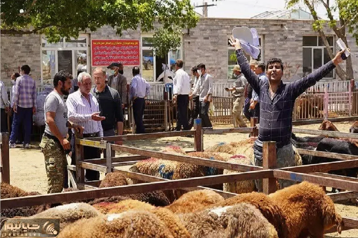 قیمت دام زنده امروز ۲۶ آبان ۱۴۰۳/ گوسفند زنده در تهران گران شد