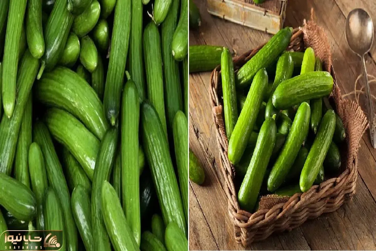 خیار رو چطوری نگه داریم که خراب نشه؟/ راز تازه موندن خیار که هیچکس بهت نمی‌ گه