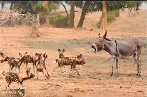 شاهکار حیات وحش؛ خر لجوج کفتار کریه رو که دنبال شکارش بود گاز گرفت جونش دراد