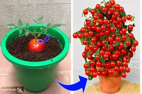 کاشت و برداشت خانگی؛ میخوای گوجه فرنگی بکاری ولی بلد نیستی؟ با این روش عالی میشه