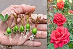کاشت و برداشت خانگی؛ گل رز رو چطور قلمه بزنیم؟ روی سیب زمینی پیوند بزن عالی میشه