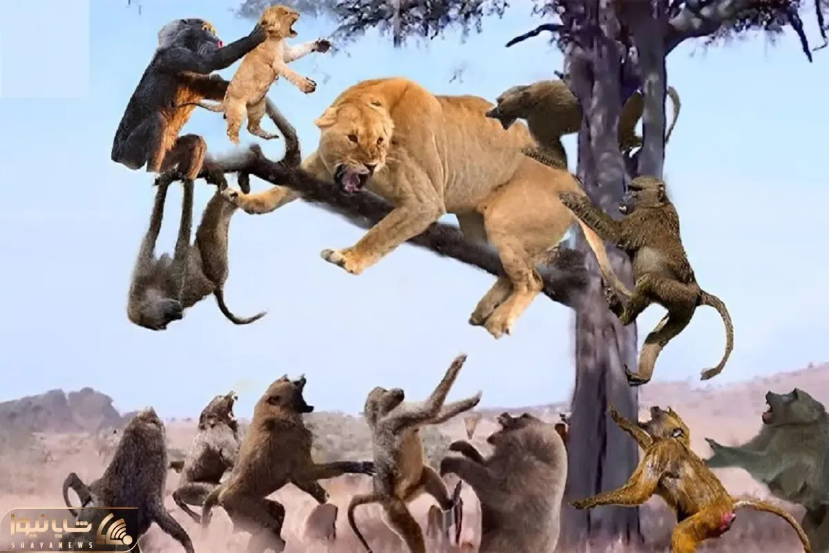 بدایع حیات وحش؛ شیر سفاک برای نجات توله ش از دست میمون ددمنش درخت و درنوردید