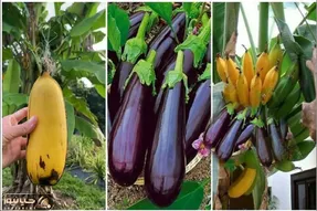 کشاورزی نوین؛ تکنیک باغبانی مدرن برای پیوند موز و بادمجان