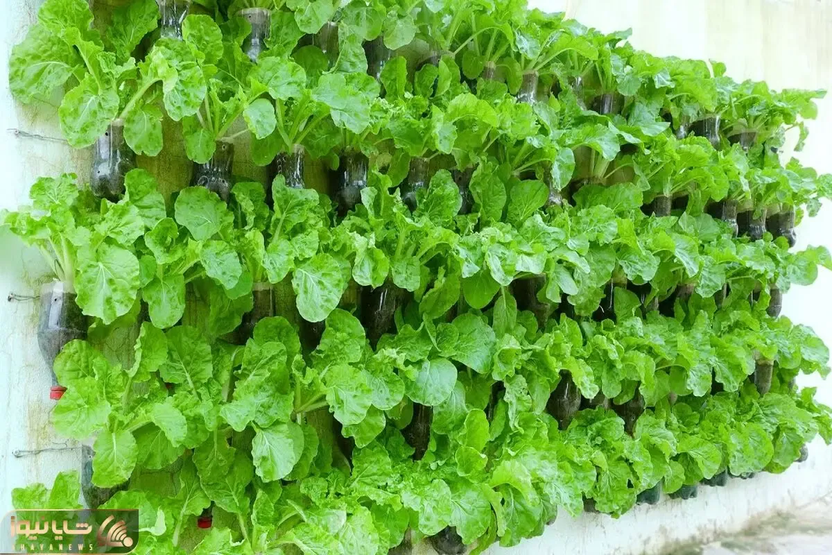 ایده های خلاقانه؛ بطری های پلاستیکی آب معدنی رو دور نندازیا باهاش باغچه ایستاده بساز