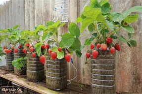 ایده های خلاقانه؛ کاشت توت فرنگی تو بطری های آب معدنی و یه روش جذاب واسه آبیاریش