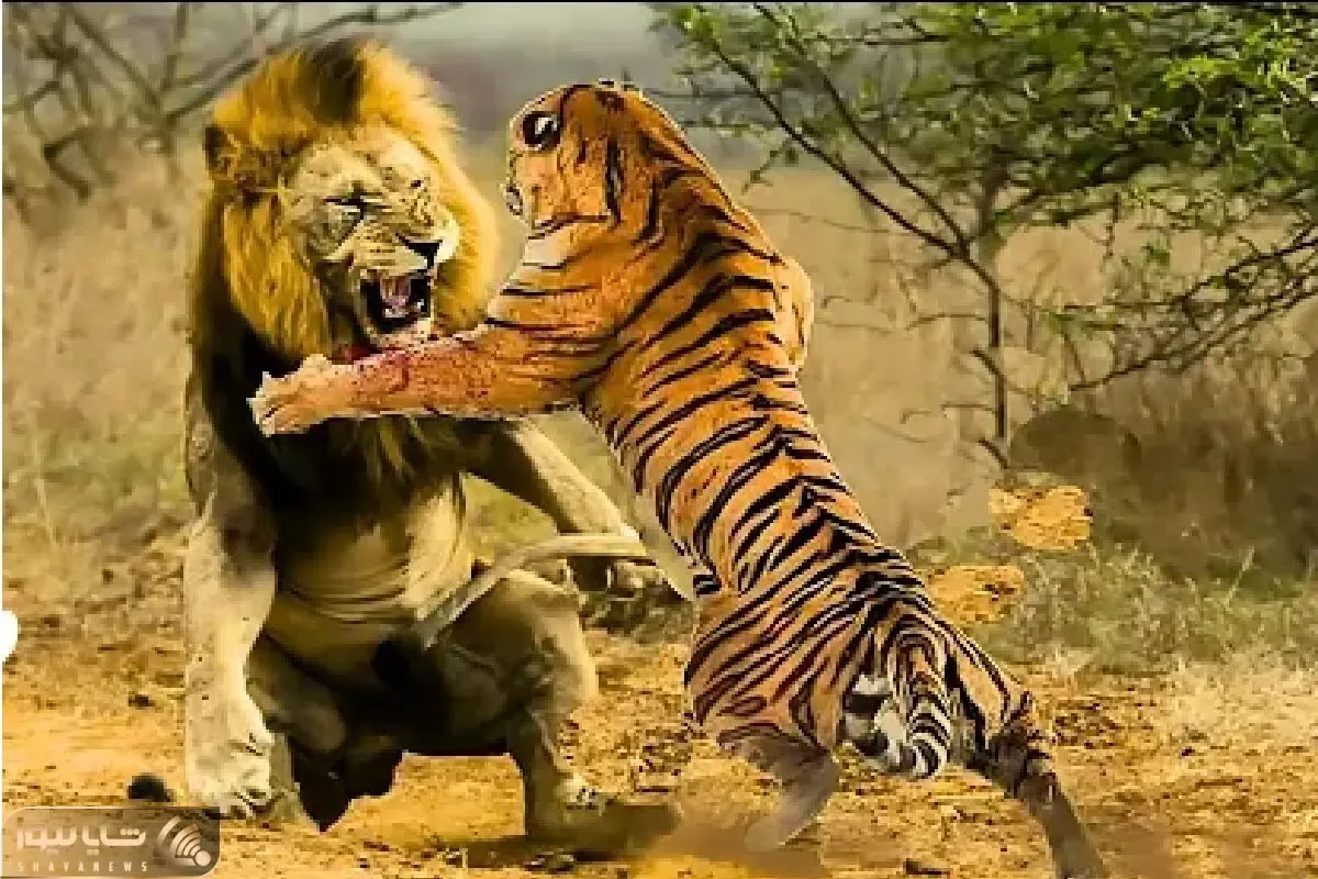 مستند حیات وحش / نزاع خصمانه شیر ددمنش و ببر خط دار برای اثبات قدرت