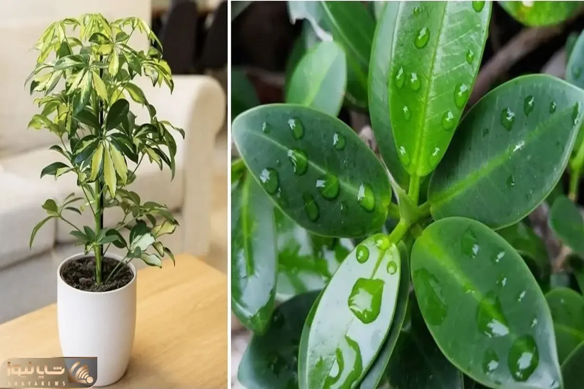 راهنمای نگهداری از گیاه شفلرا / رعایت این نکات طلایی حال گلت رو خوب میکنه