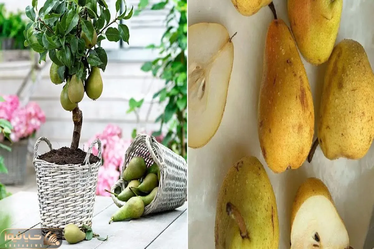 چطور یک درخت گلابی سالم و پربار در خانه پرورش دهیم؟/ کاشت گلابی در گلدان بدون دردسر