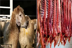قیمت دام زنده امروز سه‌شنبه ۹ تیر ۱۴۰۵+جدول
