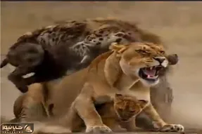 مستند حیات وحش / شیرهای غیور درپی حمله به توله شان خون دو کفتار را حلال کردند