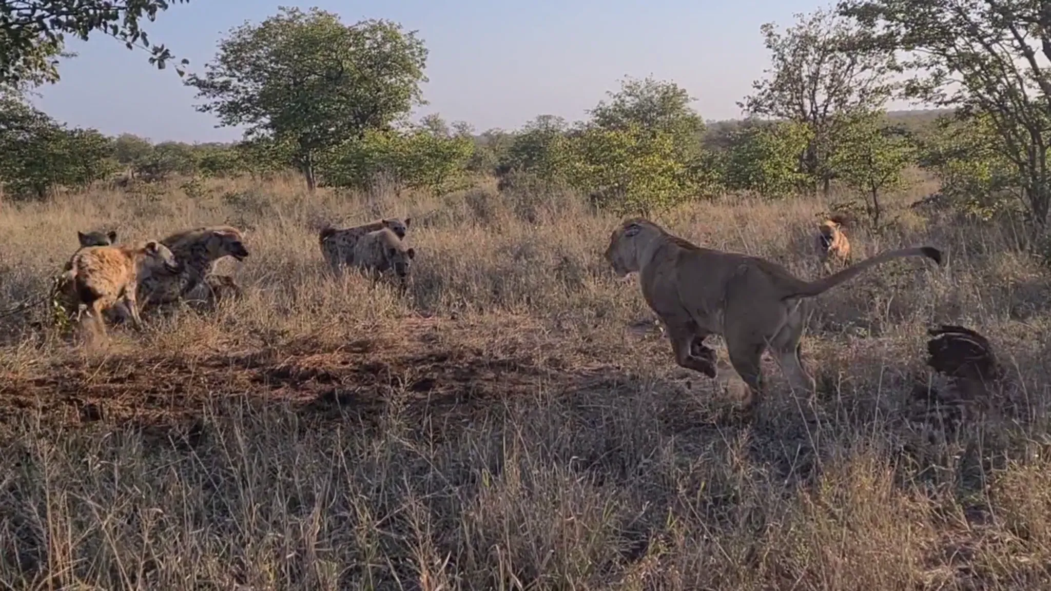 Lioness Surrounded By Hyenas Keeps Eating Lioness Surrounded By Hyenas Keeps Eating