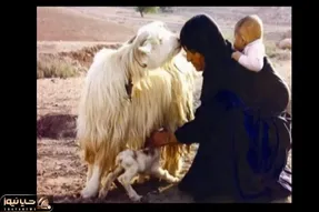 آواز احساسی؛ مسعود بختیاری با آهنگ گل ناز دارم چه سوزناک از دلتنگی و دوری یار میخونه