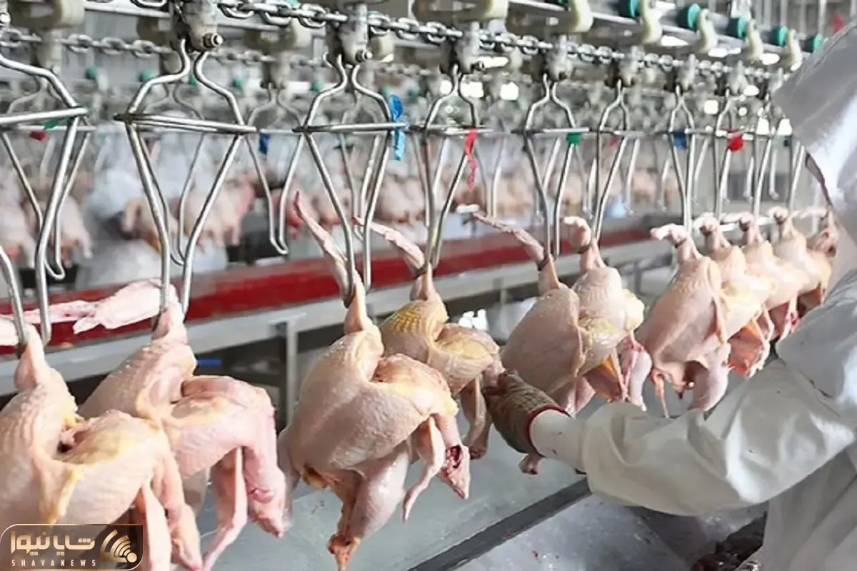 فرآوری مرغ؛ بعد پرورش مرغ رنگی با دستگاه مدرن پراشونو میچینه برای تولید البسه