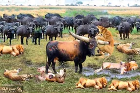 شاهکار حیات وحش؛ بوفالو دده شیر قسی که وارد قلمروش شد شرحه کرد لاشخورا بلعیدن