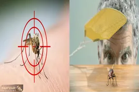 راه‌ های قطعی دور نگه داشتن مگس و پشه در خانه/ کابوس وز وز  پشه‌ ها تمام شد