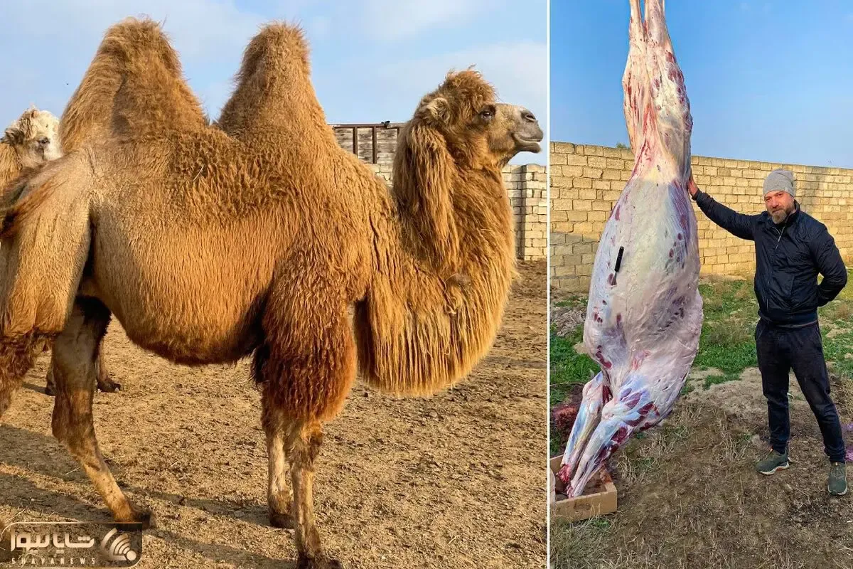 فرآوری شتر؛ شتر رو خیلی نازپروده پرورش دادن بعد سلاخی رونشو کبابی کردنو به نیش کشیدن