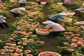 کشاورزی نوین؛ خودشونم باورشون نمیشد مزرعه هلوشون انقد بار بده کل اهالی دهات اومدن درو