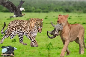 بدایع حیات وحش؛ شیر بدسگال بچه پلنگ چش قشنگه رو قاپید ننه ش دنبالش کرد بلعیدش