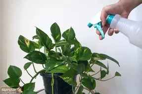 کاشت و برداشت خانگی؛ چکار کنیم که پتوس حسابی شاداب باشه؟ 4 نکته طلایی نگهداریش