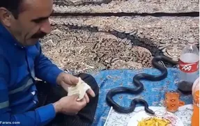 مار زنده که عاشق نوشابه و سیب زمینی سر سفره مرد کرمانشاهی!