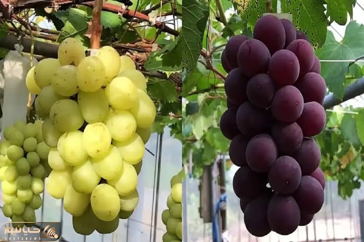 کشاورزی نوین؛ تو ژاپن با تجهیزات بروز انگور کاشتن هر دونش اندازه گردو هر خوشش 10 کیلو