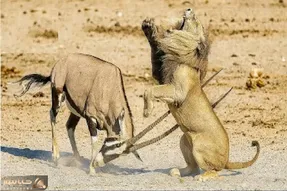 حیات وحش بی رحم؛ سقوط شیر وقتی ایمپالا شاخ قداره اش را به رخ کشید