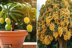 کاشت و برداشت انبه در خانه؛ هسته رو میکاری تو گلدون درخچه انبه در میاد زرد و بزرگ