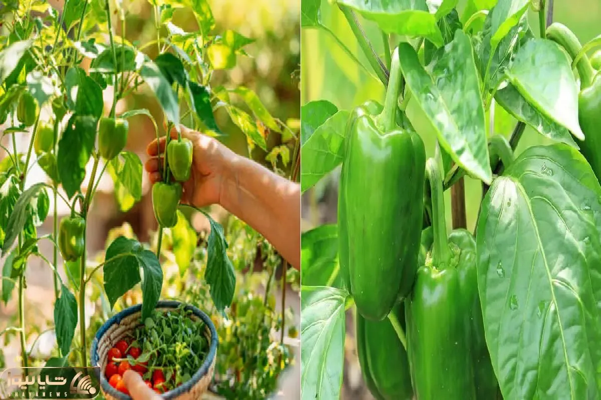چطور توی خانه فلفل دلمه‌ ای بکاریم؟ / راهنمای کامل و صفر تا صدی برای مبتدی ها