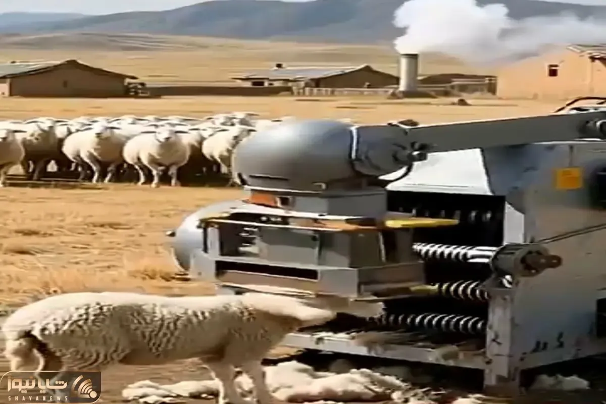 دامداری نوین؛ به جای چیدن دستی پشم ها با دستگاه خودکار گوسفندا رو قلفتی پیرایش میکنن