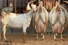 بز باورنکردنی؛ بزبز قندی به قدری شیر داره انگار دوقلو حامله اس