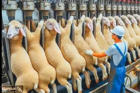 فرآوری گوسفند؛ با فناوری نوین گوسفند پرورش میدن هم وزن گاو نر کبابی برش میزنن