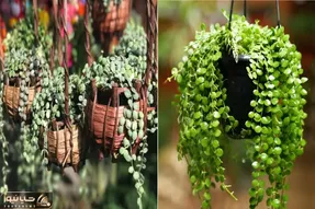 دیسچیدا گیاهی بانمک که با بی توجهی هم قهر نمیکنه/ رازهای نگهداری از این گیاه جذاب