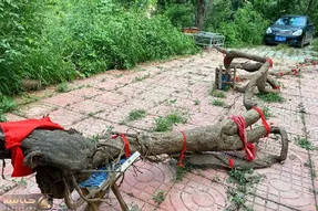 کشاورزی نوین؛ تو چین از گیاه قاتل طبیعت نودل خمیری میسازن اینا حتی قاتلا رو هم میخورن